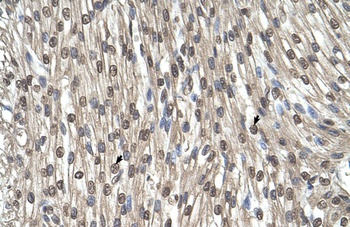 SHMT2 Antibody