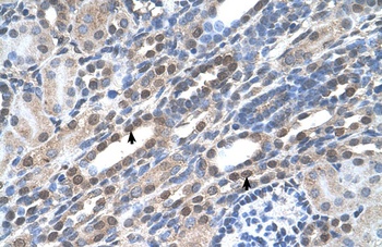 NOLC1 Antibody