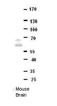 DONSON Antibody