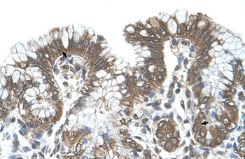 POFUT2 Antibody