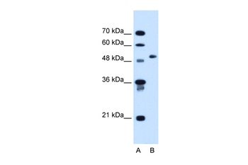 COL6A2 Antibody