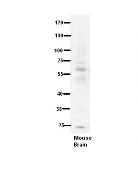 PDE9A Antibody