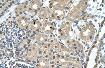 SBDS Antibody