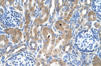 LRPAP1 Antibody