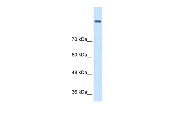 AOC2 Antibody