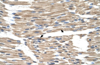 WLS Antibody