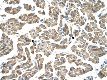 NEU1 Antibody