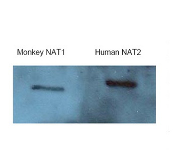 NAT2 Antibody
