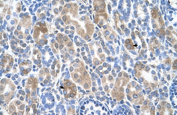 SLC36A3 Antibody