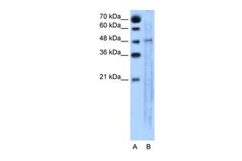 SLC25A46 Antibody