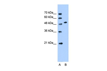 SLC30A1 Antibody