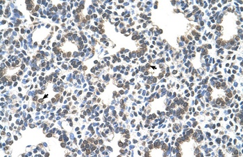 SLC43A3 Antibody