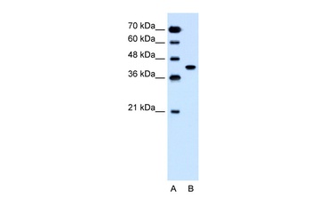 SLC35B1 Antibody