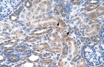 SLC29A2 Antibody