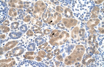 SLC38A1 Antibody