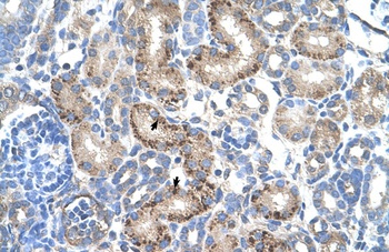 AADAT Antibody