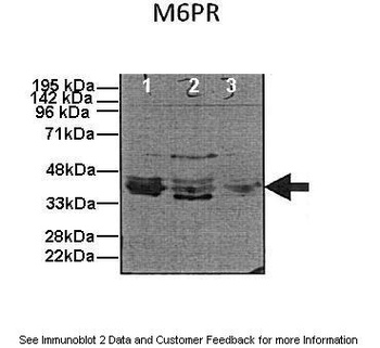 M6PR Antibody