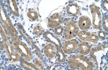 RNF165 Antibody