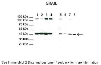 RNF128 Antibody