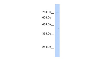 KIAA1333 Antibody