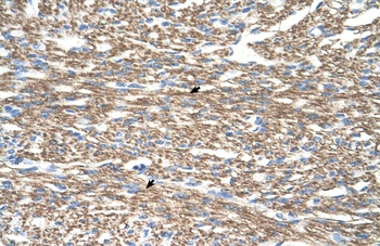 COX4I1 Antibody