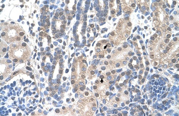 FAM174B Antibody