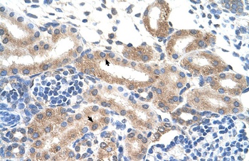 FAM174B Antibody