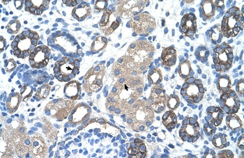 GNAS Antibody