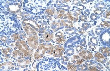 DCUN1D1 Antibody