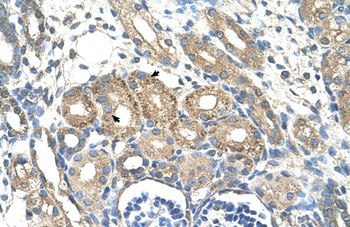 BSDC1 Antibody