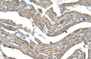 ASPN Antibody