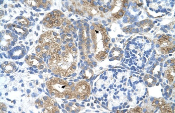 COBLL1 Antibody