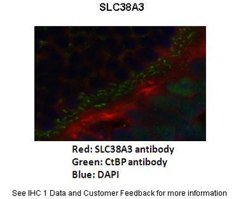 SLC38A3 Antibody