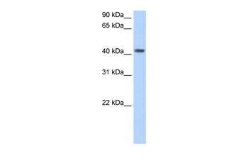 PSG5 Antibody