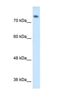 ABP1 Antibody