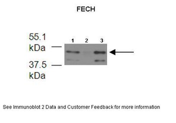 FECH Antibody