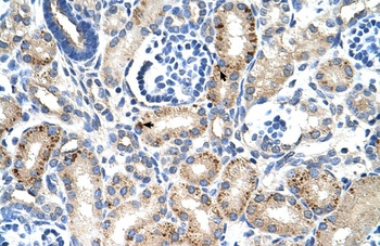 MUC1 Antibody