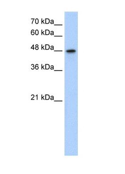 MAT1A Antibody