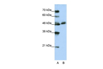 WDR13 Antibody