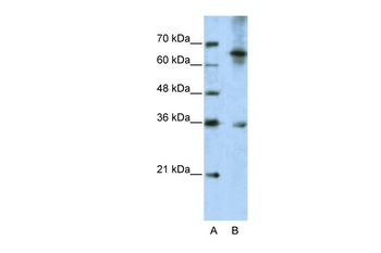 WNT9B Antibody