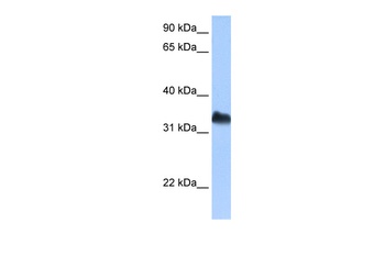 DND1 Antibody