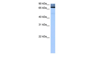 ADAD2 Antibody