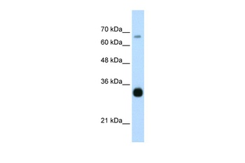 THOC3 Antibody