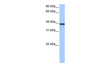 MRM1 Antibody