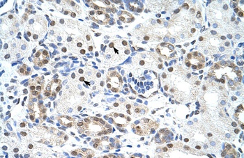 LSM2 Antibody