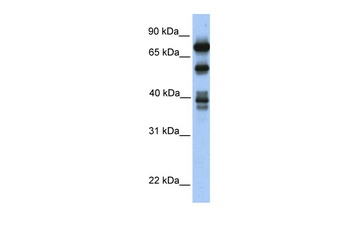 STRBP Antibody