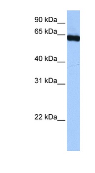 PUF60 Antibody