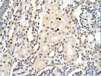 PUF60 Antibody