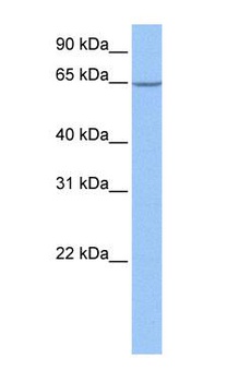 NOP56 Antibody