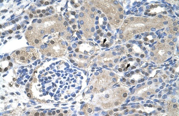 NXF1 Antibody